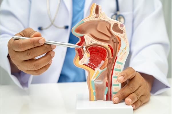 A medical professional pointing a silver pen at a cross-section anatomical model of the human head, showing the mouth, tongue, throat, and nasal passages.